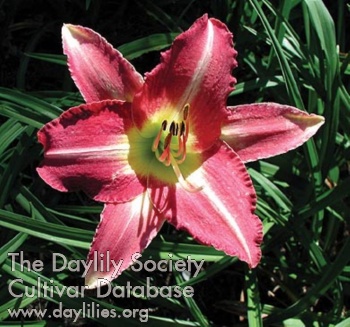 Daylily Chicago Flapper